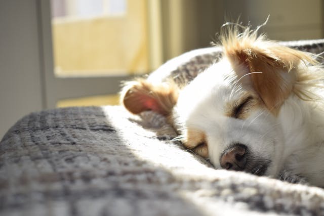 a%20small%20white%20dog%20sleeping%20on%20a%20grey%20bed a%20small%20white%20dog%20sleeping%20on%20a%20grey%20bed